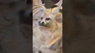 феньки