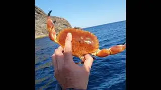 Male Brown Crab (Cancer pagurus) getting a second chance. #shorts
