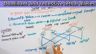 Lethal alleles|Dominant and recessive lethal alleles|Bsc and MSc topics. #genetics