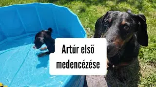 Artúr a kölyök tacsi első vizes élménye 🐶💦 Szereti a vizet ?? #merlinesarturkalandjai