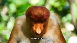 Borneo's Endangered Treasure: The Proboscis Monkey