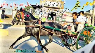 Tanga Race || Rengar Horse Try Mardan || #shughalmela #horse #race
