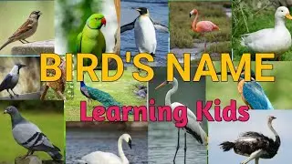 Birds Names for Kids | Learn  Birds with Pictures | Learning Kids