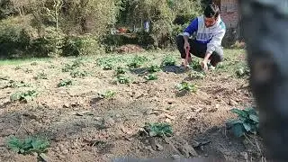 आलू की गुडाई #आलू_की_खेती #आलू #agriculture #naturalfarming #organicfarming #kitchenwastecompost 