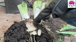 How to Identify Bearded Iris Rhizome Rot