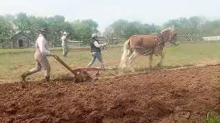 Plowing with a mule
