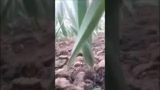 NARC HG1garlic