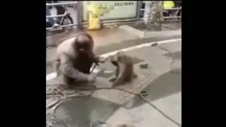 Rekt by a Monkey