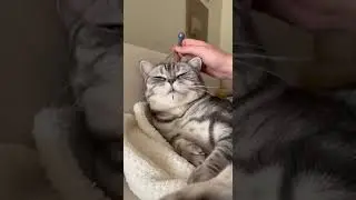 Cat Enjoying Head Massage 😻 Funny & Relaxing Video! #cat #massage #relaxation #viral #omg