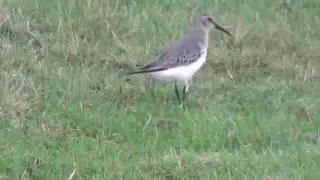 Bonte Strandloper, Texel