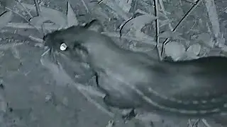 Melhores abates de paca na visão noturna, estas foram as caçada que deram certo.
