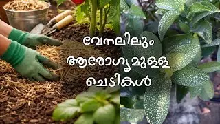 Summer Plant Care &ndash; ചെടികളുടെ വേനൽക്കാല പരിചരണം | Mulching | China Clay #summerplantcare #plantcare