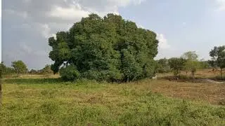 diffrent types of nature photos || diffrent types of nature image || world photos and videos by pjss