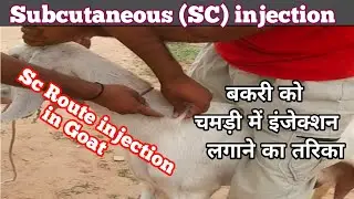 SC injection in goat !! बकरी कॊ  चमड़ी में इंजेक्शन लगाने का तरिका! !