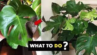 This is why your Monstera leaves turning BLACK