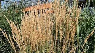 What ornamental grasses work best in the northern plains climate? | SD Home Garden