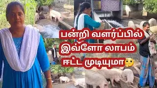 குறைந்த பராமரிப்பு அதிக லாபம்🐖🧐| ஒரு பன்றில  இருந்து 100 பன்றி🐷|How to start pig farming in Tamil 🌱