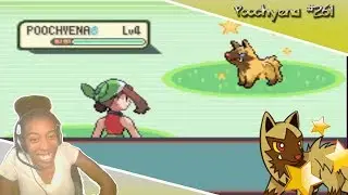 Pok&eacute;mon Emerald Shiny Poochyena Random Encounter Reaction ((Quest for the Shiny Living Dex)) #261