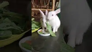 #rabbit #cute #bunny #pets #animals #youtube #viralvideo#foryou #highlights#followers#youtubeshorts