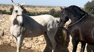 Potro albino con potras y yegua.cria y reproducci&oacute;n caballos,sementales,yeguas,burro,burra,mulo,mula