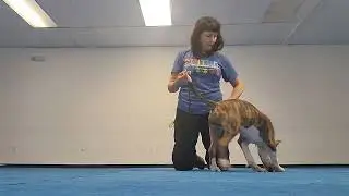 Show Training w/ Puppy Reign-Beau 