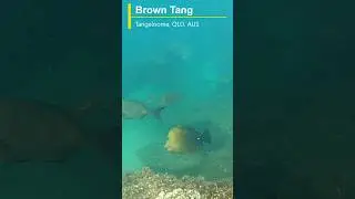 Brown Tang at Tangalooma