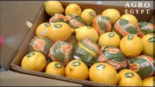 Lemon Adalia - AgroEgypt - February 2016