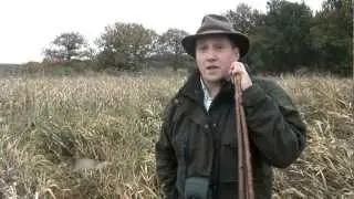 Roe stalking in Hampshire - poaching problem