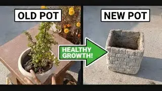 Lucky Jade Plant Repotting & Best Soil Mix Guide