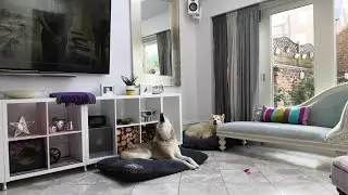 Saxophone Husky Sing-Along || ViralHog