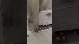 Catching giant hornets with a sticky sheet. For pest control education #pestcontrol