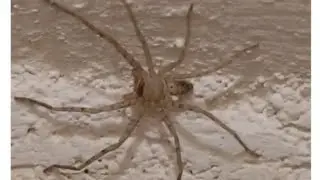 EUSPARASSUS -STONE HUNTSMAN SPIDER