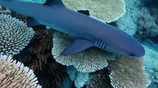 Whitetip reef shark chasing after fish #Whitsundays #greatbarrierreef @redcatadventures2601