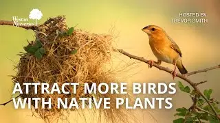 Attract Birds (Naturally!): Plants That Bring More Birds to Your Garden