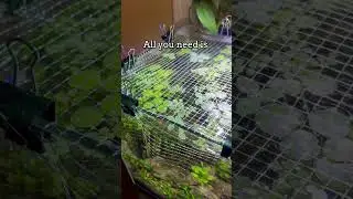 DIY lid! #shorts #fish #fishtank #aquarium #bettafish #betta #aquascape #diy #plantedtank #pets