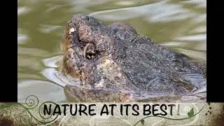 GIANT SNAPPING TURTLES MATING (& FUN FACTS!)