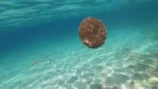 Brown Jellyfish - Elia, Halkidiki