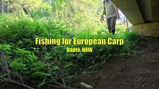 Fishing for European Carp - Dapto, NSW