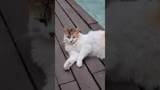 Красавица Кошка.Зевала на туристов.