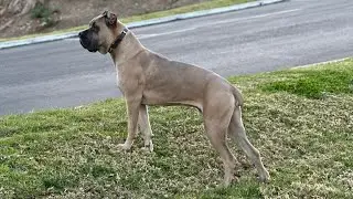 6 month CANE CORSO SITTING PERFECT ON COMMAND.. GUNGI THE CANCE CORSO