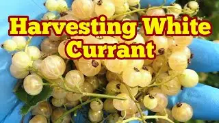 Harvesting White Currant