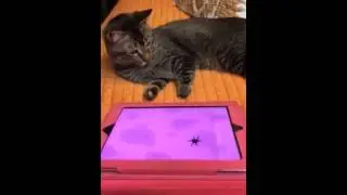 Pawless Cat Scooter plays with spider oniPad