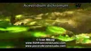 Acestridium dichromum green pleco