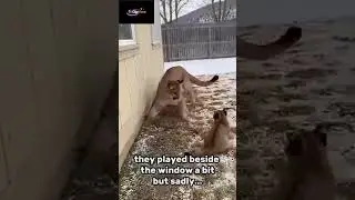 my cat brought this little cougar cat and something shocking happened!!! #story  #animals #rescue