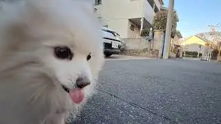 2026年1月16日金曜日　ポメラニアン？🐶　お散歩　テテ！