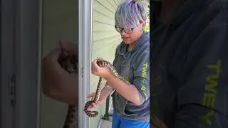Caught a Little Bull Snake Under the Deck!!! He Strikes at my Phone 3 times!!