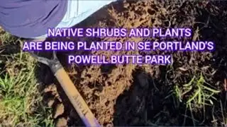 Nature Conservancy visits Powell Butte Park to plant some new native greenery