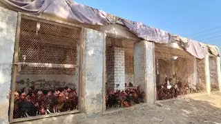 Winter Bird Adaptation | Chickens Winter Care in Pakistan  2025 | Dr. ARSHAD