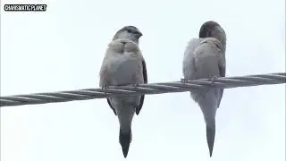 Indian Silverbill Bird (Euodice malabarica) - Indian Silverbill Finch - Birds