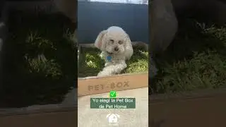 Mi experiencia con la Pet Box! #shorts
